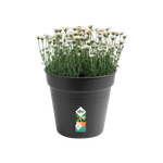 green basics pot de culture 30cm living noir